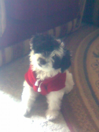 ES LA PERRITA MAS LINDA DE LA CASA